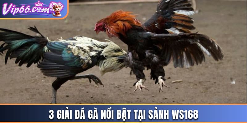 3 giải đá gà nổi bật nhất