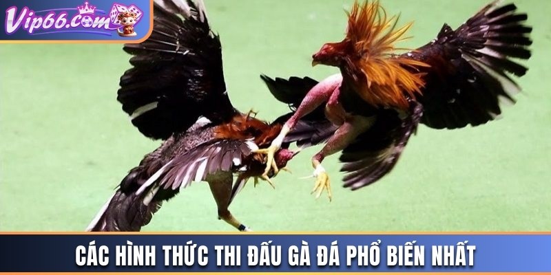 Các hình thức thi đấu gà đá phổ biến nhất