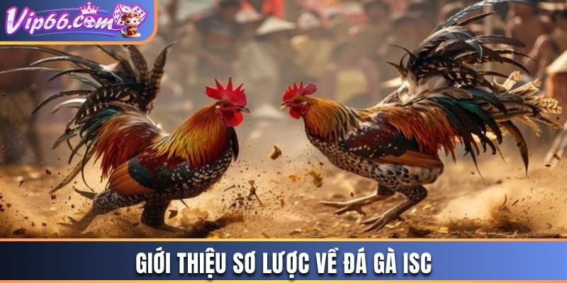 Giới thiệu sơ lược về đá gà ISC 